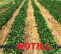      NoTill.Ru